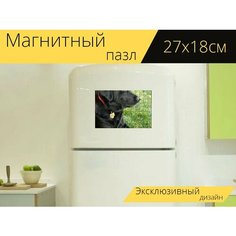 Магнитный пазл "Собака, лабрадор ретривер, черная лаборатория" на холодильник 27 x 18 см. Lots Prints