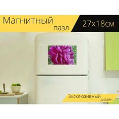 Магнитный пазл "Цветок, пион, бордовый" на холодильник 27 x 18 см. Lots Prints