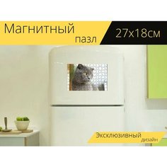 Магнитный пазл "Кошка, британский шорт, британская короткошерстная кошка" на холодильник 27 x 18 см. Lots Prints