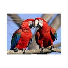 Алмазная мозаика Влюбленные ара 50x37 см. Diy