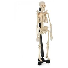 Модель скелета SK038 Edu Toys