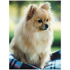 Картина по номерам на холсте 30х40. Ласковый друг Цветной