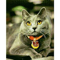 Алмазная мозаика квадратные стразы кот, кошка, шотландская , животные 40*50 полная выкладка Kakadu