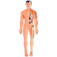 ND Play Исследовательский набор-конструктор Строение тела NDP-119