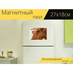 Магнитный пазл "Бык, телец, ферма" на холодильник 27 x 18 см. Lots Prints