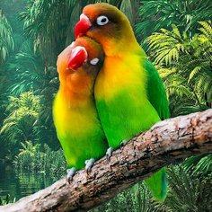 Алмазная мозаика «Любовное гнёздышко» 30 × 30 см Алмазное хобби