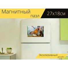 Магнитный пазл "Аквариумы, цвет, танцовщица рыбы" на холодильник 27 x 18 см. Lots Prints