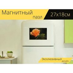 Магнитный пазл "Розовая золотая медаль, оранжевая роза, блум" на холодильник 27 x 18 см. Lots Prints