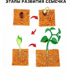 Обучающий набор "Этапы развития семечка", 4 фигурки Нет бренда