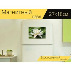 Магнитный пазл "Водяная лилия, кубышка жёлтая, водное растение" на холодильник 27 x 18 см. Lots Prints