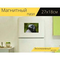 Магнитный пазл "Африканский серый попугай, попугай, птица" на холодильник 27 x 18 см. Lots Prints