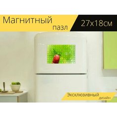 Магнитный пазл "Кузнечик зеленый, prostoskrzydłe, насекомое" на холодильник 27 x 18 см. Lots Prints