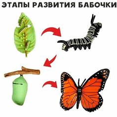 Обучающий набор "Этапы развития бабочки" 4 фигурки Нет бренда