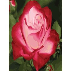 Картина по номерам Нежный цветок 40х50 см Hobby Home