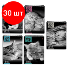 Комплект 30 шт, Блокнот А5, 40 л, гребень, ламинированный картон, клетка, Альт, "Кошки", (5 видов), 3-40-462