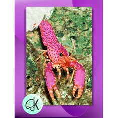 Картина по номерам на холсте Омар рифовый, 40 х 50 см КУЛЬТУРА ЦВЕТА