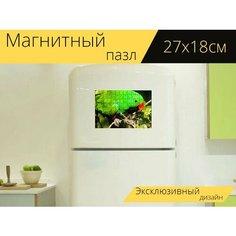 Магнитный пазл "Самец эклектус попугай, открытый, дикий" на холодильник 27 x 18 см. Lots Prints