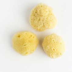 Набор губок натуральных (спонж для красок) Малевичъ, мелкозернистые, 7x5 см 3 шт