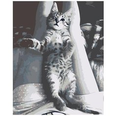 Картина по номерам Серый котёнок 40х50 см Hobby Home