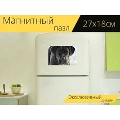 Магнитный пазл "Кане корсо, собака, щенок" на холодильник 27 x 18 см. Lots Prints