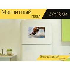 Магнитный пазл "Родезийский риджбек, собака, вода" на холодильник 27 x 18 см. Lots Prints