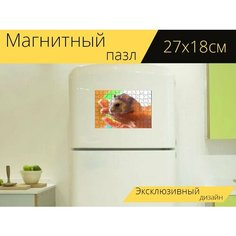 Магнитный пазл "Хомяк, домашний питомец, грызун" на холодильник 27 x 18 см. Lots Prints