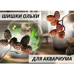 Шишки ольхи для аквариума ольховые соплодия - 30 штук. Средство для создания мягкой "темной" воды в аквариуме. Нормализатор pH. Нет бренда