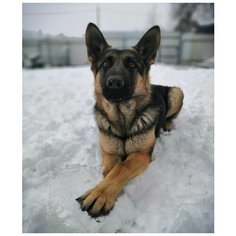 Картина по номерам Немецкая овчарка 40х50 см Hobby Home