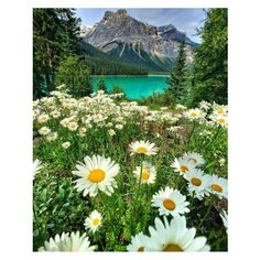 Алмазная мозаика на подрамнике 40х50 поле ромашек Kolibriki