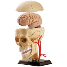 Набор Edu Toys Cranial Nerve Skull Anatomy Model, SK010, 1 эксперимент