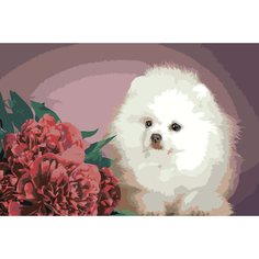 Картина по номерам Померанский шпиц на стену Палитра забав