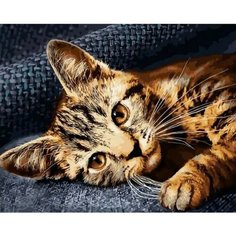 Картина по номерам Бенгальский котенок 40х50 см 000 Art Hobby Home