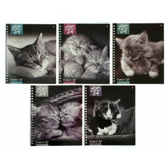 Тетрадь А5+, 48 листов в клетку, на гребне "Котята мур-мур", обложка мелованный картон, глянцевая лаинация, микс Альт