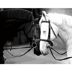 Картина по номерам Черно-белые лошади 40х50 см Hobby Home