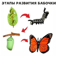 Обучающий набор «Этапы развития бабочки» 4 фигурки Noname