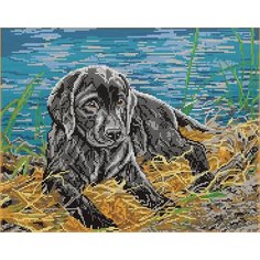 Алмазная мозаика картина Лабрадор 43,5*55см Diamant
