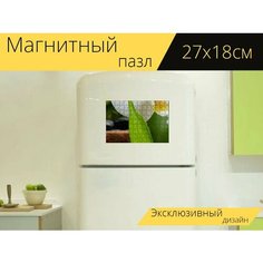 Магнитный пазл "Орхидея, цветок, завод" на холодильник 27 x 18 см. Lots Prints