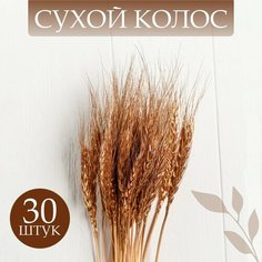 Сухой колос пшеницы, набор 30 шт, цвет золотой Россия