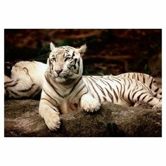 Trefl Пазл "Бенгальские тигры", 1500 деталей