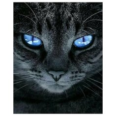 Картина по номерам "Голубые глаза" 40x50, холст на подрамнике. Живопись, рисование, раскраска животные, кот Colibri
