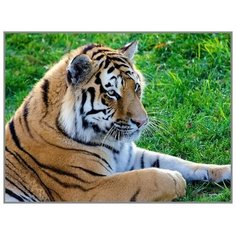 MILATO Алмазная мозаика «Тигр на лужайке» 27?20см, 28 цветов