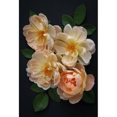 Алмазная мозаика Английская роза 40x50 см. Molly