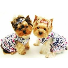 Алмазная мозаика 35*45 Собачки