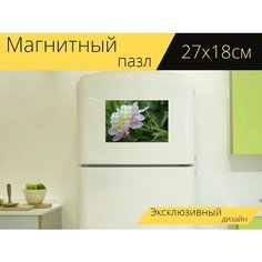 Магнитный пазл "Пион, белый, цвести" на холодильник 27 x 18 см. Lots Prints