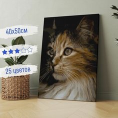 Картина по номерам на Холсте 40х50 "Кот в тени" / На подрамнике/ Набор для Творчества Colibri