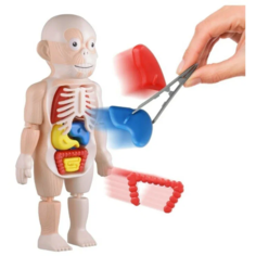 Анатомическая кукла Human Body, анатомический набор человеческого тела, конструктор с частями тела Matreshka