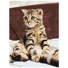 Картина по номерам на холсте на подрамнике ЖПН "Котик", Раскраска 30x40 см, Животные Кошки