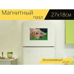 Магнитный пазл "Золотистый ретривер, собака, трава" на холодильник 27 x 18 см. Lots Prints