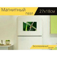Магнитный пазл "Кузнечик, природа, насекомое" на холодильник 27 x 18 см. Lots Prints