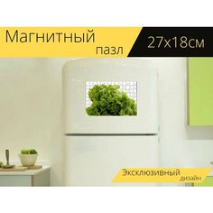 Магнитный пазл "Салат, листья салата, латук" на холодильник 27 x 18 см. Lots Prints
